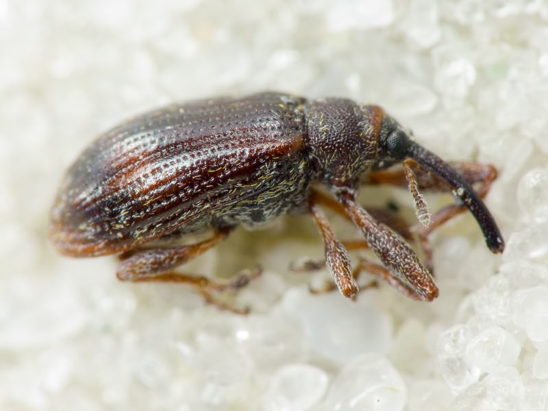 Anthonomus Germar, 1817